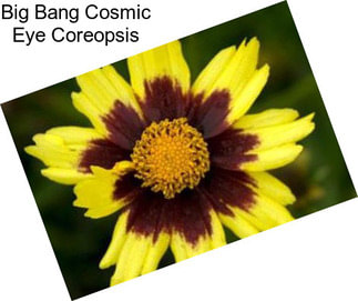 Big Bang Cosmic Eye Coreopsis