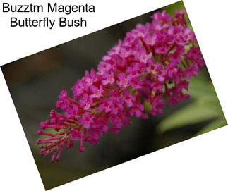 Buzztm Magenta Butterfly Bush