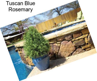 Tuscan Blue Rosemary