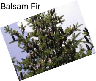 Balsam Fir