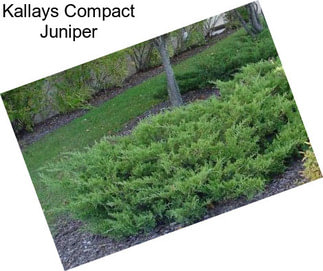 Kallays Compact Juniper