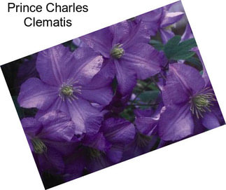 Prince Charles Clematis