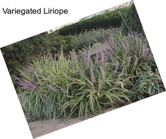 Variegated Liriope