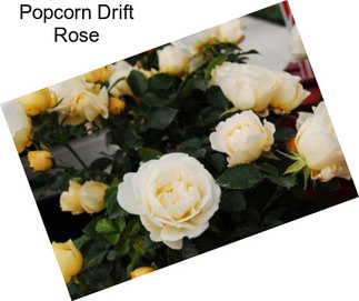 Popcorn Drift Rose