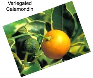 Variegated Calamondin