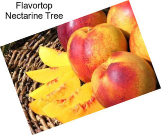 Flavortop Nectarine Tree