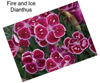Fire and Ice Dianthus