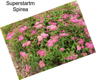 Superstartm Spirea