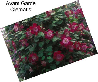 Avant Garde Clematis