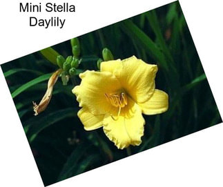 Mini Stella Daylily