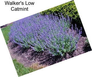 Walker\'s Low Catmint