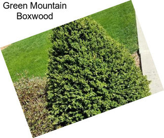 Green Mountain Boxwood