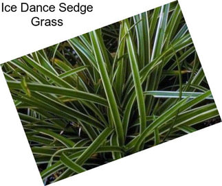 Ice Dance Sedge Grass
