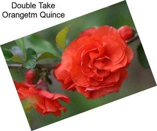 Double Take Orangetm Quince