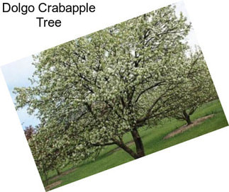 Dolgo Crabapple Tree