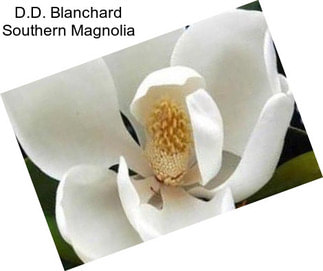 D.D. Blanchard Southern Magnolia