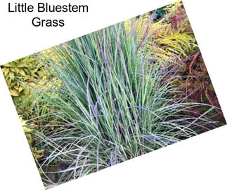 Little Bluestem Grass