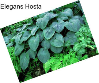 Elegans Hosta