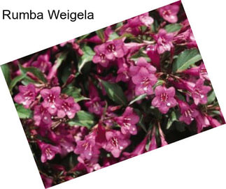 Rumba Weigela