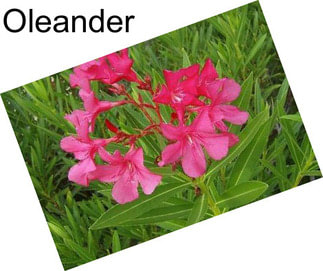 Oleander