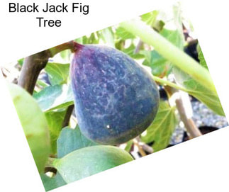 Black Jack Fig Tree