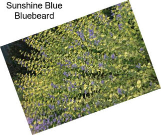 Sunshine Blue Bluebeard