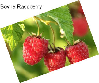 Boyne Raspberry