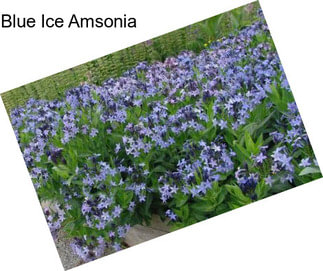 Blue Ice Amsonia