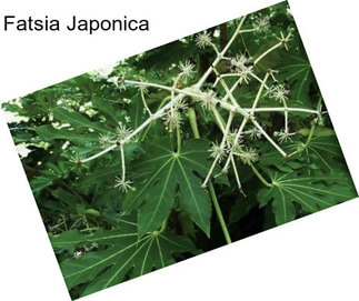 Fatsia Japonica