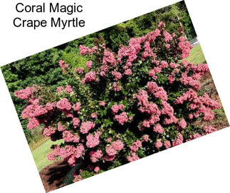 Coral Magic Crape Myrtle