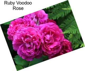 Ruby Voodoo Rose