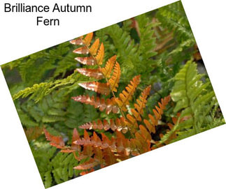 Brilliance Autumn Fern