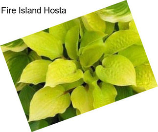 Fire Island Hosta