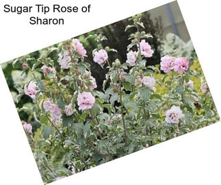 Sugar Tip Rose of Sharon