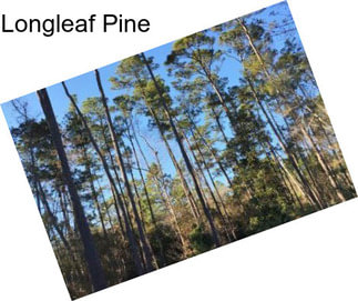 Longleaf Pine