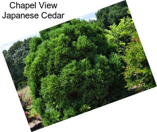 Chapel View Japanese Cedar