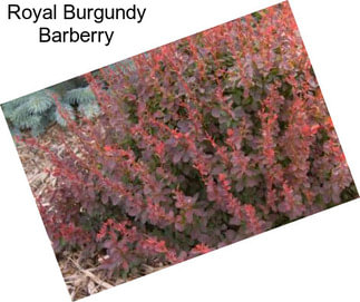 Royal Burgundy Barberry