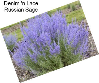 Denim \'n Lace Russian Sage