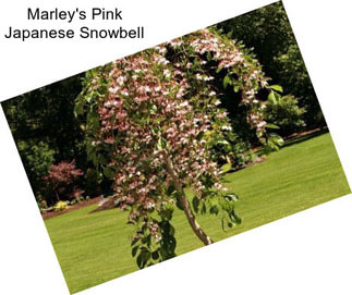 Marley\'s Pink Japanese Snowbell