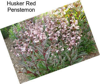 Husker Red Penstemon