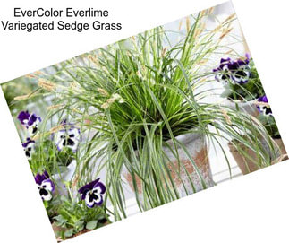 EverColor Everlime Variegated Sedge Grass