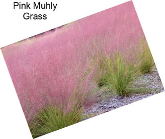 Pink Muhly Grass