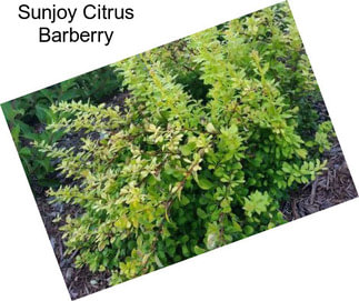 Sunjoy Citrus Barberry