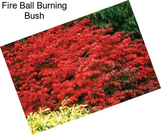 Fire Ball Burning Bush