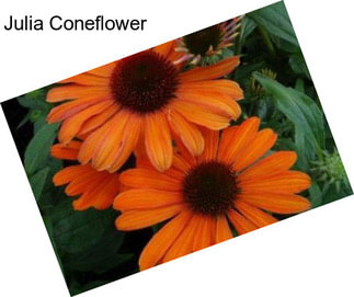 Julia Coneflower