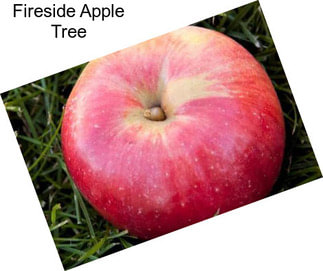 Fireside Apple Tree