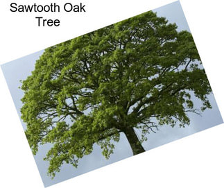 Sawtooth Oak Tree