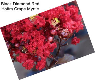 Black Diamond Red Hottm Crape Myrtle