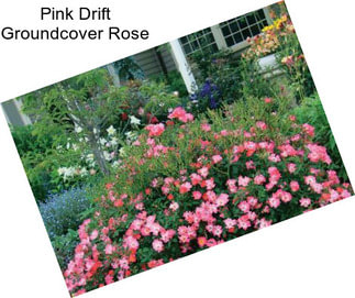 Pink Drift Groundcover Rose