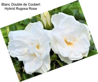Blanc Double de Coubert Hybrid Rugosa Rose